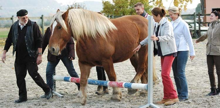 Le cheval connaît le chemin… il vous guidera vers le vôtre