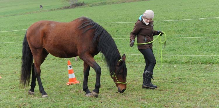Le cheval connaît le chemin… il vous guidera vers le vôtre
