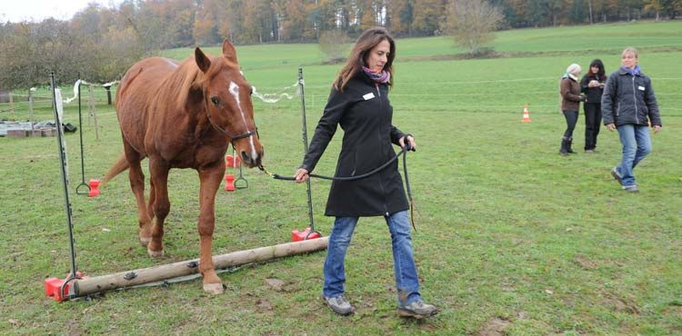Le cheval connaît le chemin… il vous guidera vers le vôtre