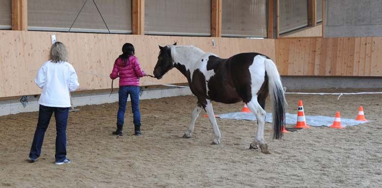 Le cheval connaît le chemin… il vous guidera vers le vôtre